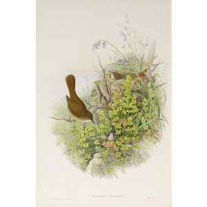Nightingale Plate 056 by John Gould – Birds of Great Britain Volume 2, the Insessores. Museum quality giclee print. Facsimile Giclee