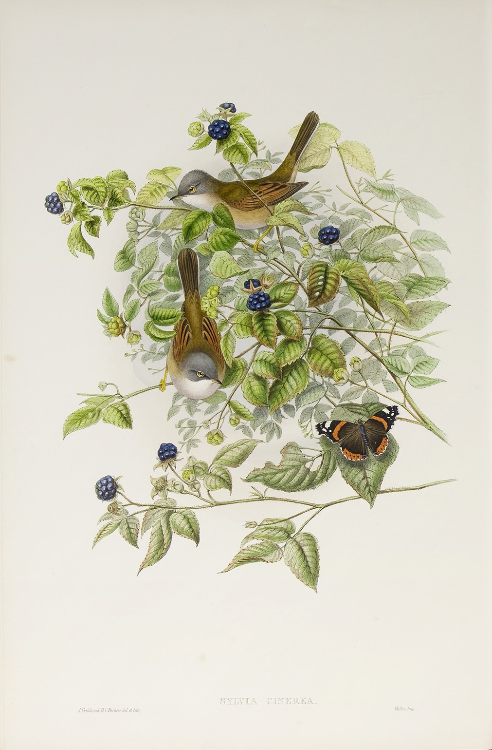 Whitethroat Plate 057 by John Gould – Birds of Great Britain Volume 2, the Insessores. Museum quality giclee print. Facsimile Giclee