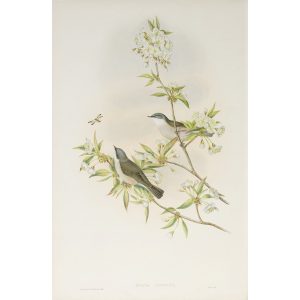 Lesser Whitethroat Plate 058 by John Gould – Birds of Great Britain Volume 2, the Insessores. Museum quality giclee print. Facsimile Giclee