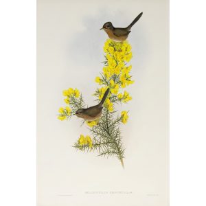 Dartford Warbler Plate 059 by John Gould – Birds of Great Britain Volume 2, the Insessores. Museum quality giclee print. Facsimile Giclee