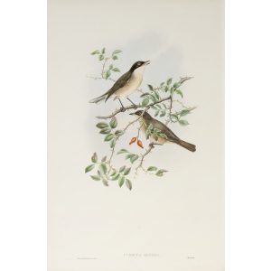 Orphean Warbler Plate 061 by John Gould – Birds of Great Britain Volume 2, the Insessores. Museum quality giclee print. Facsimile Giclee