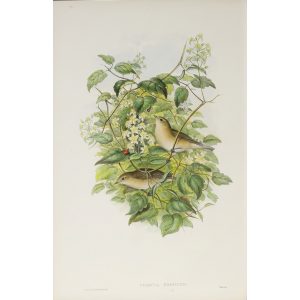 Gould - Britain 2 - 062 - Garden Warbler