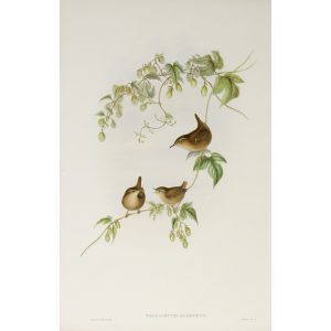 Common by John Gould – Birds of Great Britain Volume 2, the Insessores. Museum quality giclee print. Facsimile Giclee Wren Plate 063