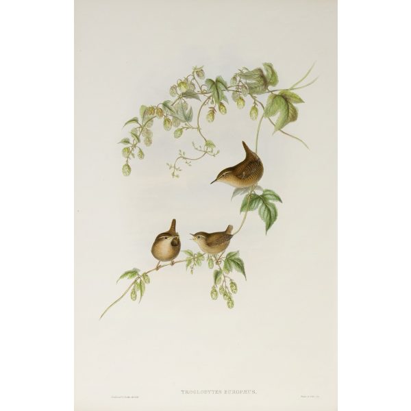 Common by John Gould – Birds of Great Britain Volume 2, the Insessores. Museum quality giclee print. Facsimile Giclee Wren Plate 063
