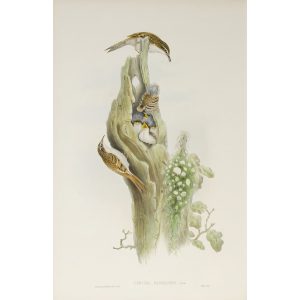 Tree-creeper Plate 064 by John Gould – Birds of Great Britain Volume 2, the Insessores. Museum quality giclee print. Facsimile Giclee