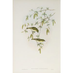 Yellow-browed Warbler Plate 068 by John Gould – Birds of Great Britain Volume 2, the Insessores. Museum quality giclee print. Facsimile Giclee