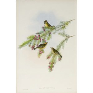 Goldern-crested Wren or Kinglet Plate 069 by John Gould – Birds of Great Britain Volume 2, the Insessores. Museum quality giclee print. Facsimile Giclee