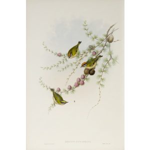 Fire-crested Wren Plate 070 by John Gould – Birds of Great Britain Volume 2, the Insessores. Museum quality giclee print. Facsimile Giclee