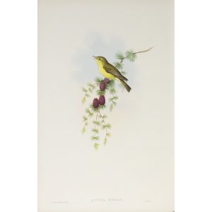 Melodious Warbler Plate 071 by John Gould – Birds of Great Britain Volume 2, the Insessores. Museum quality giclee print. Facsimile Giclee