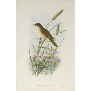 Thrush-Warbler Plate 072 by John Gould – Birds of Great Britain Volume 2, the Insessores. Museum quality giclee print. Facsimile Giclee