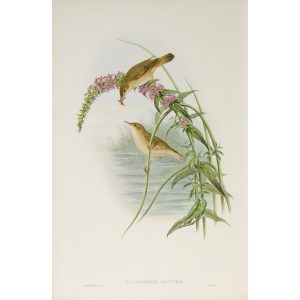 Marsh-Warbler Plate 074 by John Gould – Birds of Great Britain Volume 2, the Insessores. Museum quality giclee print. Facsimile Giclee
