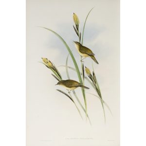 Sedge-Warbler or Chat Plate 075 by John Gould – Birds of Great Britain Volume 2, the Insessores. Museum quality giclee print. Facsimile Giclee