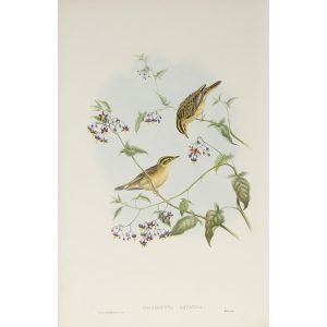 Aquatic Warbler Plate 076 by John Gould – Birds of Great Britain Volume 2, the Insessores. Museum quality giclee print. Facsimile Giclee