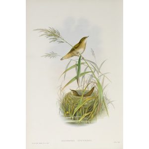 Savi's Warbler Plate 077 by John Gould – Birds of Great Britain Volume 2, the Insessores. Museum quality giclee print. Facsimile Giclee