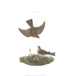 Leeuwerik by Cornelius Nozeman. Nederlandsche Vogelen or Dutch Birds. Museum quality Facsimile giclee print. Certificate of authenticity included. Limited edition.