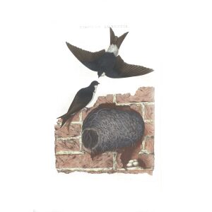 Boerenzwaluw by Cornelius Nozeman. Nederlandsche Vogelen or Dutch Birds. Museum quality Facsimile giclee print. Certificate of authenticity included. Limited edition.