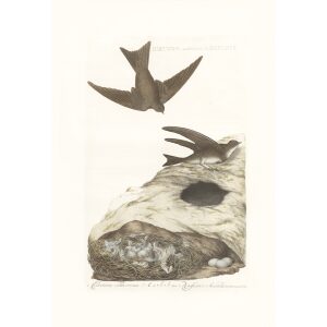 Oeverzwaluw by Cornelius Nozeman. Nederlandsche Vogelen or Dutch Birds. Museum quality Facsimile giclee print. Certificate of authenticity included. Limited edition.
