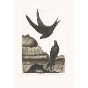 Gierzwaluw by Cornelius Nozeman. Nederlandsche Vogelen or Dutch Birds. Museum quality Facsimile giclee print. Certificate of authenticity included. Limited edition.