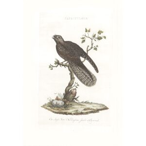 Dagslaap by Cornelius Nozeman. Nederlandsche Vogelen or Dutch Birds. Museum quality Facsimile giclee print. Certificate of authenticity included. Limited edition.