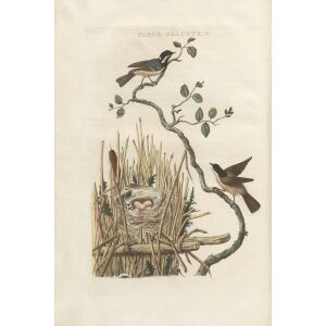 Rietmees by Cornelius Nozeman. Nederlandsche Vogelen or Dutch Birds. Museum quality Facsimile giclee print. Certificate of authenticity included. Limited edition.