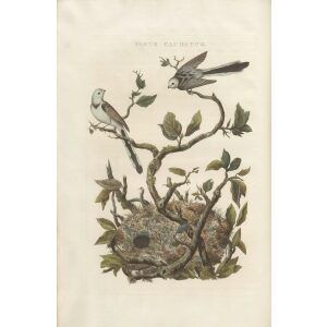 Staartmees by Cornelius Nozeman. Nederlandsche Vogelen or Dutch Birds. Museum quality Facsimile giclee print. Certificate of authenticity included. Limited edition.