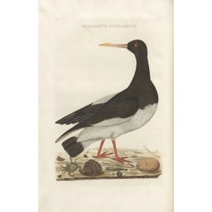 Scholekster by Cornelius Nozeman. Nederlandsche Vogelen or Dutch Birds. Museum quality Facsimile giclee print. Certificate of authenticity included. Limited edition.