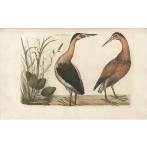 Houtpitoortje by Cornelius Nozeman. Nederlandsche Vogelen or Dutch Birds. Museum quality Facsimile giclee print. Certificate of authenticity included. Limited edition.