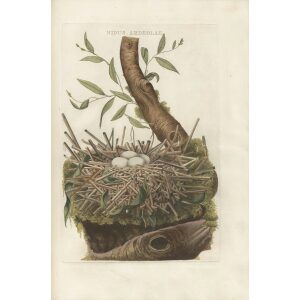 Nest met eieren van het Houtpitoortje by Cornelius Nozeman. Nederlandsche Vogelen or Dutch Birds. Museum quality Facsimile giclee print. Certificate of authenticity included. Limited edition.