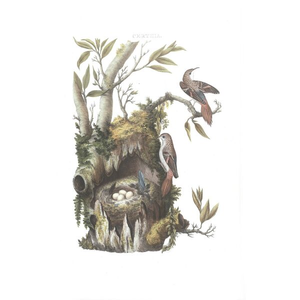 Boomkruiper by Cornelius Nozeman. Nederlandsche Vogelen or Dutch Birds. Museum quality Facsimile giclee print. Certificate of authenticity included. Limited edition.