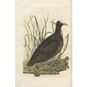 Meerkoet by Cornelius Nozeman. Nederlandsche Vogelen or Dutch Birds. Museum quality Facsimile giclee print. Certificate of authenticity included. Limited edition.