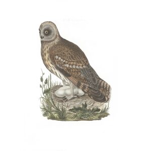 Uil by Cornelius Nozeman. Nederlandsche Vogelen or Dutch Birds. Museum quality Facsimile giclee print. Certificate of authenticity included. Limited edition.