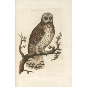 Uil (Mas) by Cornelius Nozeman. Nederlandsche Vogelen or Dutch Birds. Museum quality Facsimile giclee print. Certificate of authenticity included. Limited edition.