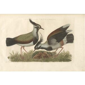 Kievit by Cornelius Nozeman. Nederlandsche Vogelen or Dutch Birds. Museum quality Facsimile giclee print. Certificate of authenticity included. Limited edition.