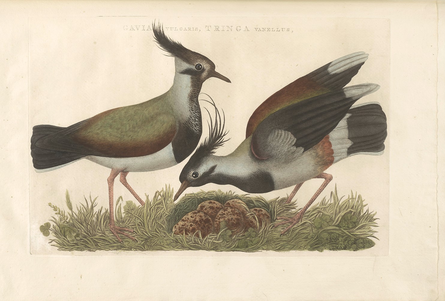 Kievit by Cornelius Nozeman. Nederlandsche Vogelen or Dutch Birds. Museum quality Facsimile giclee print. Certificate of authenticity included. Limited edition.