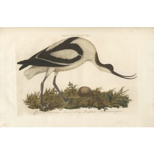 Kluut by Cornelius Nozeman. Nederlandsche Vogelen or Dutch Birds. Museum quality Facsimile giclee print. Certificate of authenticity included. Limited edition.