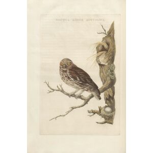 Steenuil by Cornelius Nozeman. Nederlandsche Vogelen or Dutch Birds. Museum quality Facsimile giclee print. Certificate of authenticity included. Limited edition.