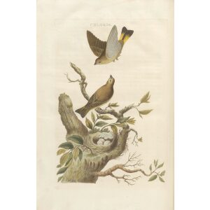 Groenling by Cornelius Nozeman. Nederlandsche Vogelen or Dutch Birds. Museum quality Facsimile giclee print. Certificate of authenticity included. Limited edition.