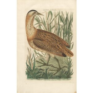 Roerdomp by Cornelius Nozeman. Nederlandsche Vogelen or Dutch Birds. Museum quality Facsimile giclee print. Certificate of authenticity included. Limited edition.