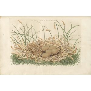 Nest van de Roerdomp by Cornelius Nozeman. Nederlandsche Vogelen or Dutch Birds. Museum quality Facsimile giclee print. Certificate of authenticity included. Limited edition.