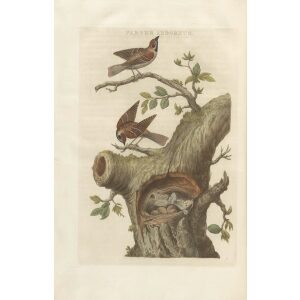 Ringmus by Cornelius Nozeman. Nederlandsche Vogelen or Dutch Birds. Museum quality Facsimile giclee print. Certificate of authenticity included. Limited edition.