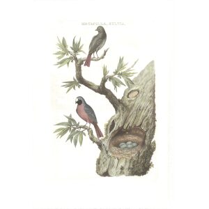 Paapje by Cornelius Nozeman. Nederlandsche Vogelen or Dutch Birds. Museum quality Facsimile giclee print. Certificate of authenticity included. Limited edition.