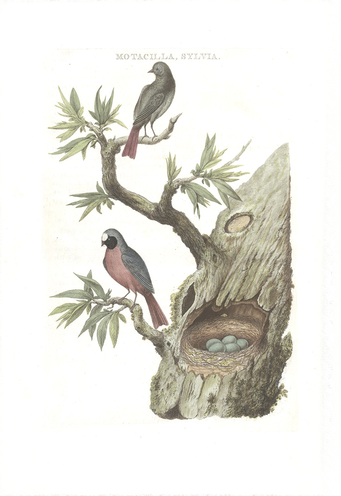 Paapje by Cornelius Nozeman. Nederlandsche Vogelen or Dutch Birds. Museum quality Facsimile giclee print. Certificate of authenticity included. Limited edition.