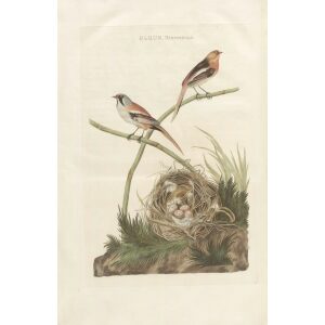Baardmannetje by Cornelius Nozeman. Nederlandsche Vogelen or Dutch Birds. Museum quality Facsimile giclee print. Certificate of authenticity included. Limited edition.