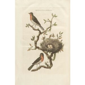 Roodborstje by Cornelius Nozeman. Nederlandsche Vogelen or Dutch Birds. Museum quality Facsimile giclee print. Certificate of authenticity included. Limited edition.