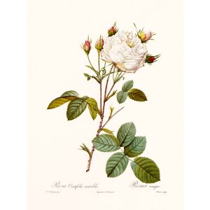 Rosa Centifolia Mutablis by Pierre Joseph Redouté. Les Roses. Heritage Prints. Facsimile Giclee Print taken from the original edition. Certificate of authenticity included.