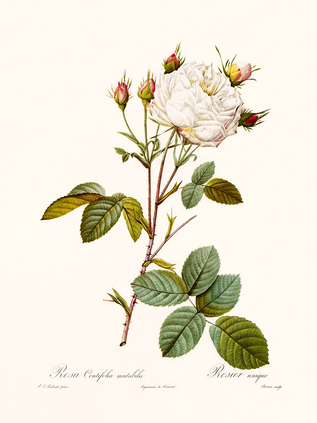 Rosa Centifolia Mutablis by Pierre Joseph Redouté. Les Roses. Heritage Prints. Facsimile Giclee Print taken from the original edition. Certificate of authenticity included.