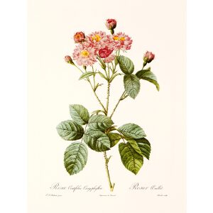 Rosa Centifolia by Pierre Joseph Redouté. Les Roses. Heritage Prints. Facsimile Giclee Print taken from the original edition. Certificate of authenticity included.
