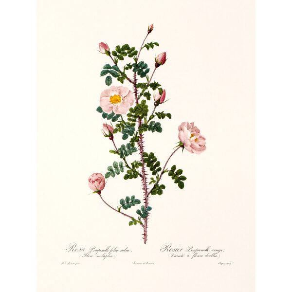 Rosa Pimpinellifolia by Pierre Joseph Redouté. Les Roses. Heritage Prints. Facsimile Giclee Print taken from the original edition. Certificate of authenticity included.