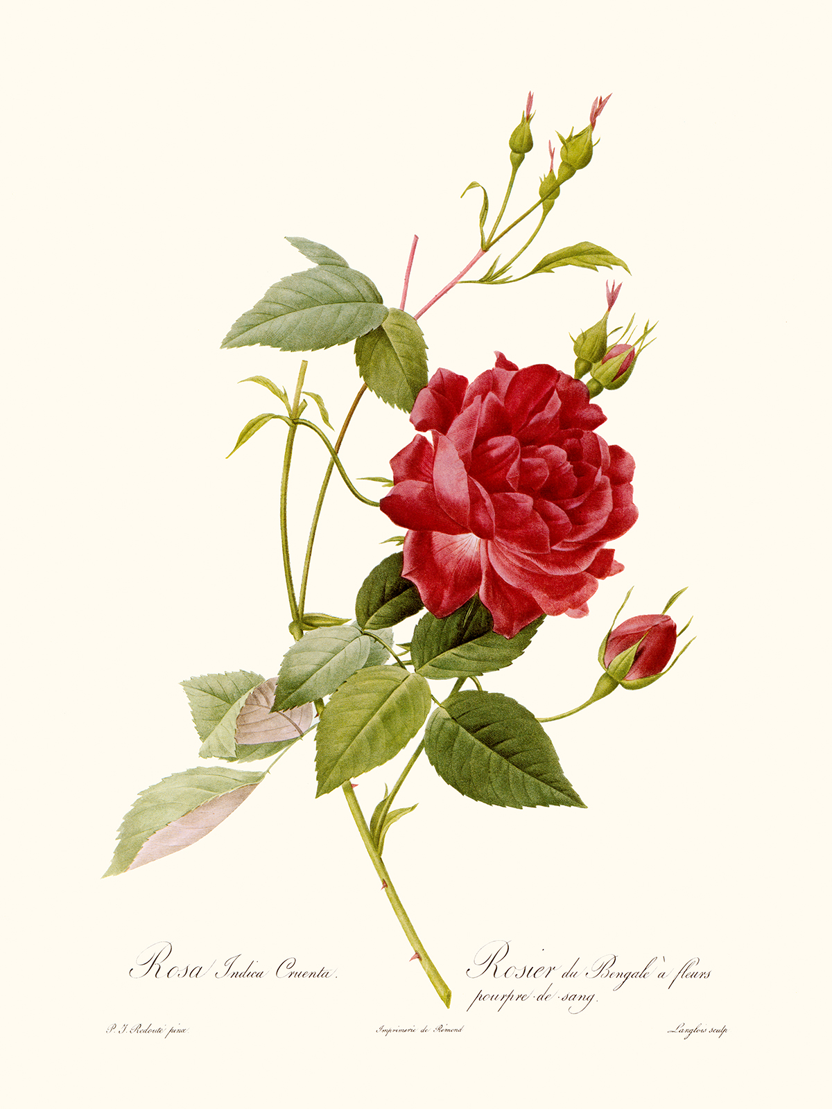 Rosa Indica Cruenta by Pierre Joseph Redouté. Les Roses. Heritage Prints. Facsimile Giclee Print taken from the original edition. Certificate of authenticity included.