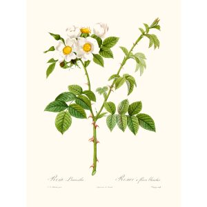 Rosa Leucantha by Pierre Joseph Redouté. Les Roses. Heritage Prints. Facsimile Giclee Print taken from the original edition. Certificate of authenticity included.